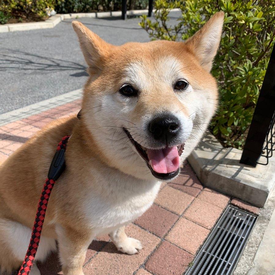 柴犬本來想用圓屁屁賣萌網友一看全笑噴 等下 你的屁屁都黑掉了欸 玩咖playing 自由電子報