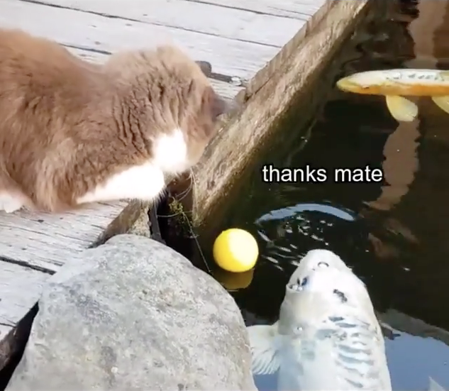 Mika的球掉進水裡，最後落魄地要仰賴魚幫忙！（圖／截自Instagram@timo_the_ragdoll_cat授權影片）