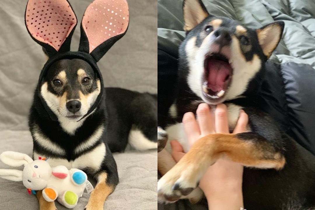 柴犬Aki雖然還不滿一歲，但已經是個好姊姊了。（圖片提供／Instagram@aki_is_shiba）