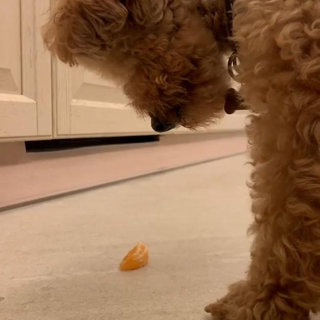 Koko直盯著橘子看，望眼欲穿地都快把橘子看出洞了。（圖／截自Instagram@8koup授權影片）