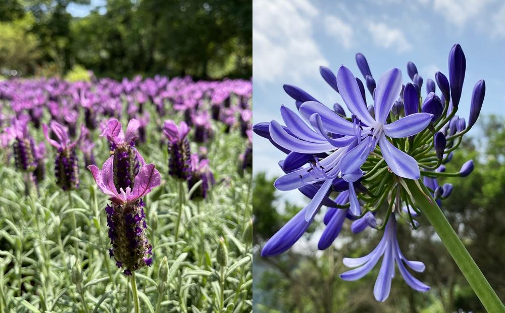 北市最大森林公園有大片淡紫、紫藍色花海盛開。（圖／北市公園處提供）