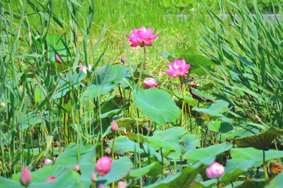 預計各地河濱公園、濕地荷花的觀賞季，可以持續到7月底。（圖／新北高管處提供）