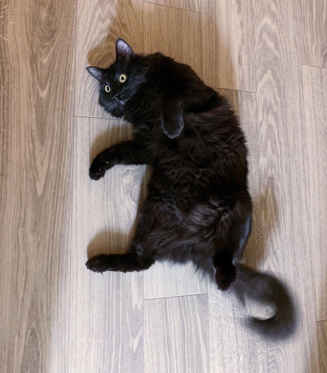 飼主說這是波霸想討摸摸的舉動（圖片提供／Instagram@cosmoragdoll）