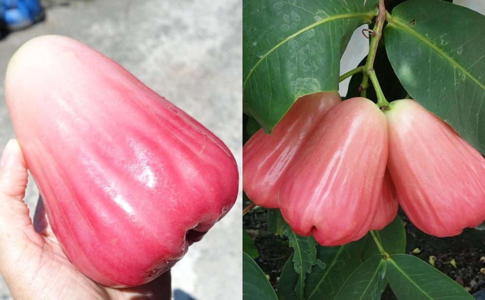 「水蜜桃蓮霧」夏季呈現粉嫩漸層色。（圖／高雄農改場提供）