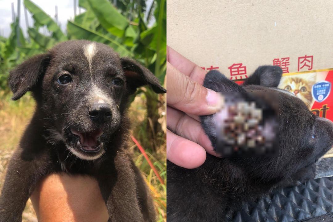 我的耳朵好痛 4隻小浪犬耳道塞滿 密密麻麻的壁蝨 只求一個乾淨的家 玩咖playing 自由電子報