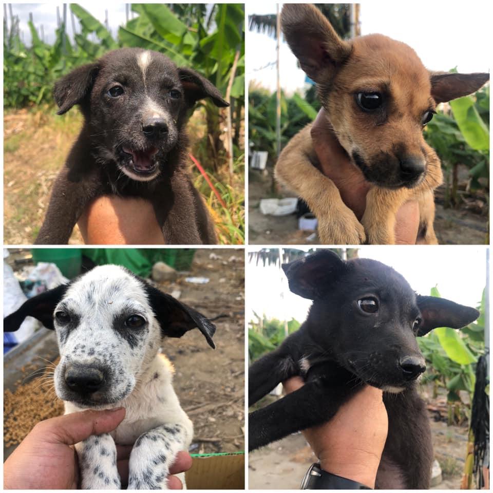我的耳朵好痛 4隻小浪犬耳道塞滿 密密麻麻的壁蝨 只求一個乾淨的家 玩咖playing 自由電子報