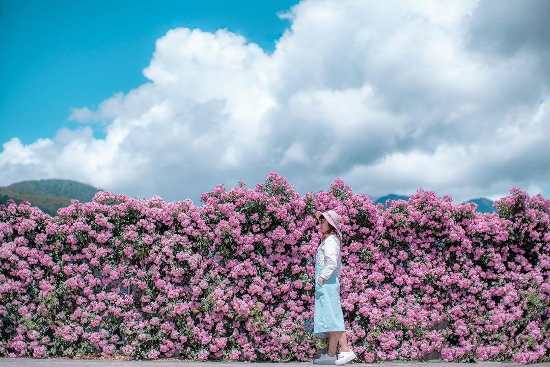 台中環山部落附近的隱藏版「粉紅薔薇花牆」絕美盛放中。（圖／IGchih_hung_hsiao提供）