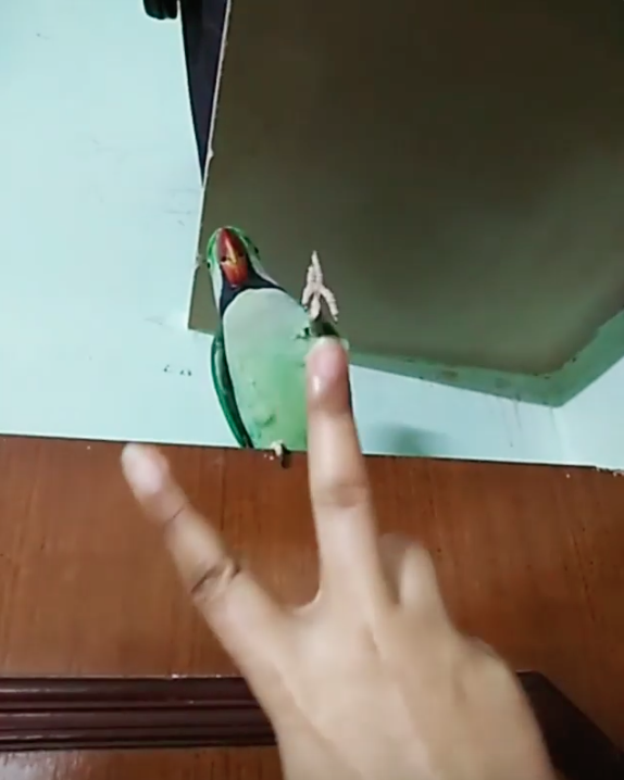 鸚鵡倒數到2時，不只聲音連腳的動作都同步！（圖／截自Instagram@hi_im_gralu授權影片）