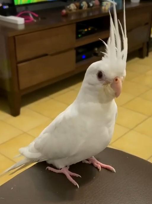 被打擾的麻吉整個大爆氣，頭毛都立起來了。（圖／截自Instagram@birdmagi授權影片）