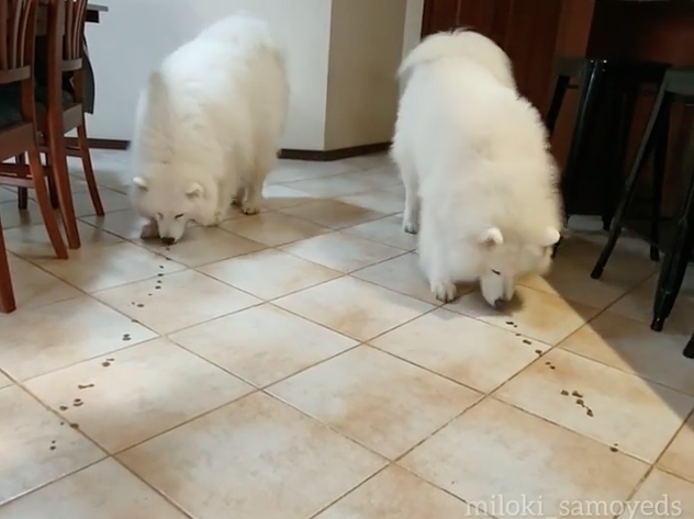當壞壞的Summer和乖乖的Apollo碰在一起時，最後竟是Apollo被帶壞！（圖／截自Instagram@miloki_samoyeds授權影片）