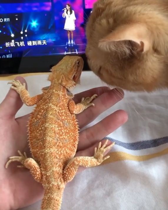 這次的偷襲親吻只差一點點就成功！（圖／截自Instagram@garfield__skaarl授權影片）
