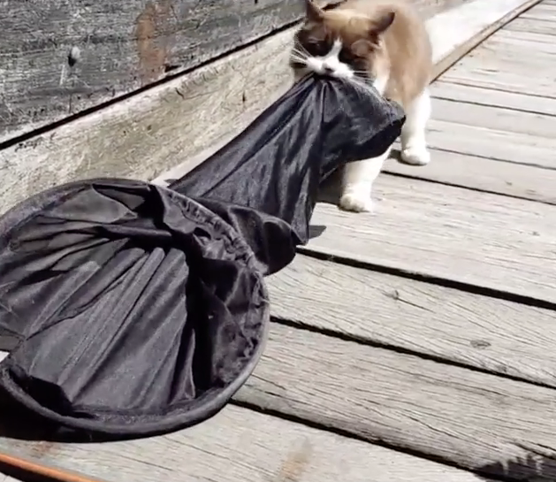 Toby努力地想把漁網給主人，內心大概是想吃魚肉大餐！（圖／截自Instagram@timo_the_ragdoll_cat授權影片）