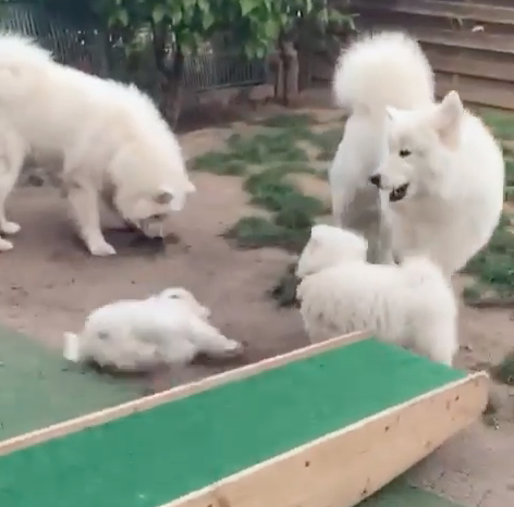Mila不小心跌倒，場面實在尷尬。（圖／截自Instagram@its.mila.the.samoyed授權影片）