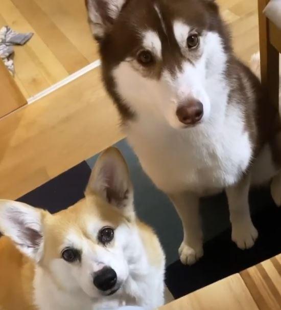 柯基犬與哈士奇「守候」在飼主身旁，希望能要到一點食物。（圖／截自Instagram@milk_chaco授權影片）