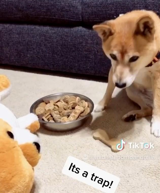 柴犬娃娃吃了暈倒，讓Mila跟著把嘴裡的東西也吐掉。（圖片提供／Instagram@shiba_sumomo_and_mila）
