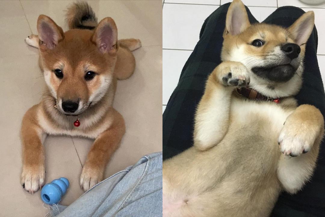 柴犬波利年紀還小，還玩愛吃還愛搞怪，就像這次坐下變趴下一樣。（圖片提供／Instagram@polibaby_shiba）