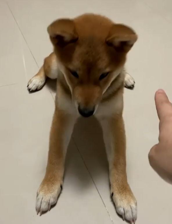 波利努力穩住兩隻前腳，因為後腳自己不停地向後滑。（圖／截自Instagram@polibaby_shiba授權影片）