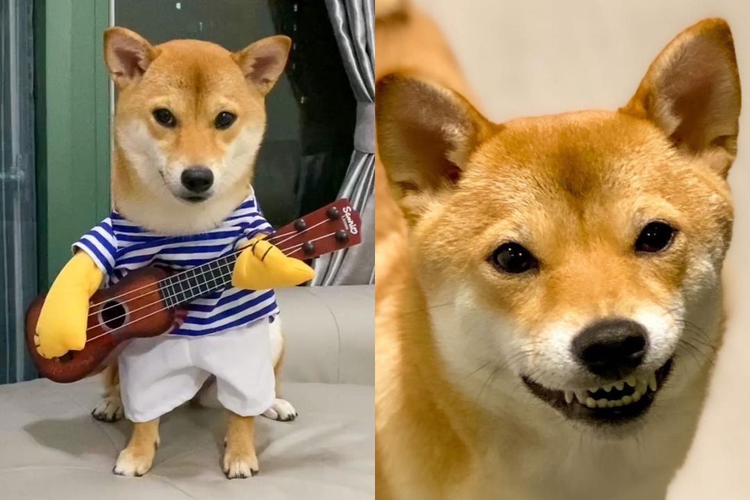 柴犬Zelda今年2歲，主人常常帶牠一起參加聚會，也就有了這次一起玩惡犬遊戲嚇壞的經驗（圖片提供／Instagram@mamezelda）