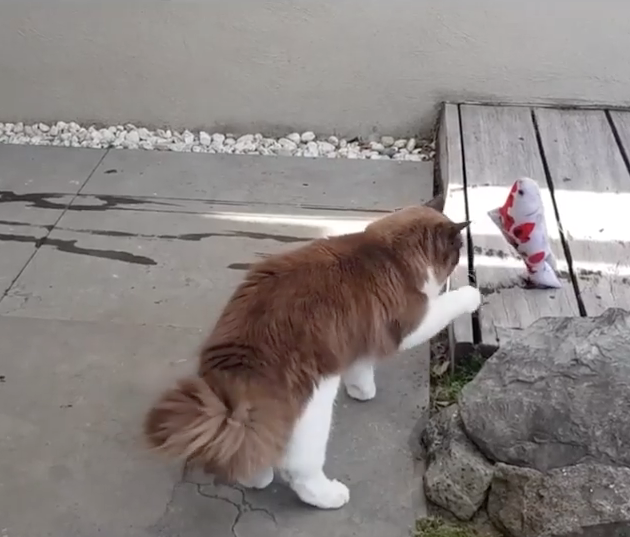 貓咪不斷跟假魚玩，讓網友覺得相當有趣！（圖／截自Instagram@timo_the_ragdoll_cat授權影片）