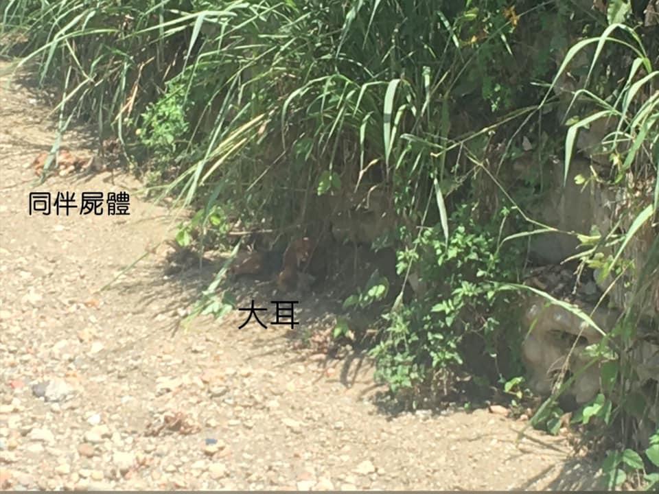 大耳吃飽後就會順著河道溝渠，走回已故同伴的地方陪伴。（圖片提供／米樂流浪動物中途協會）