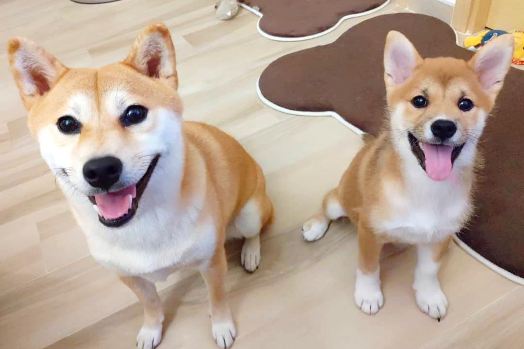 體型較大的是柴犬Donut，而有著長白襪的毛色的是Misu，2犬常常一起打鬧玩耍，這次更玩起咬耳朵接力賽。（圖片提供／Instagram@donut.misu_shiba_inu）