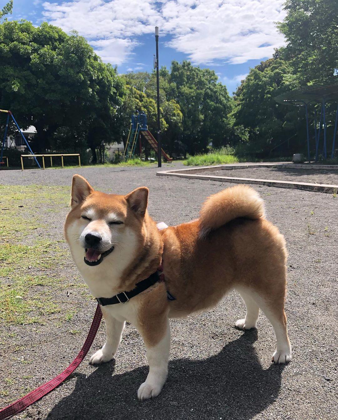 天氣好熱不想出門 萌柴犬使出 超偷懶散步法 讓網笑 這樣也可以 玩咖playing 自由電子報