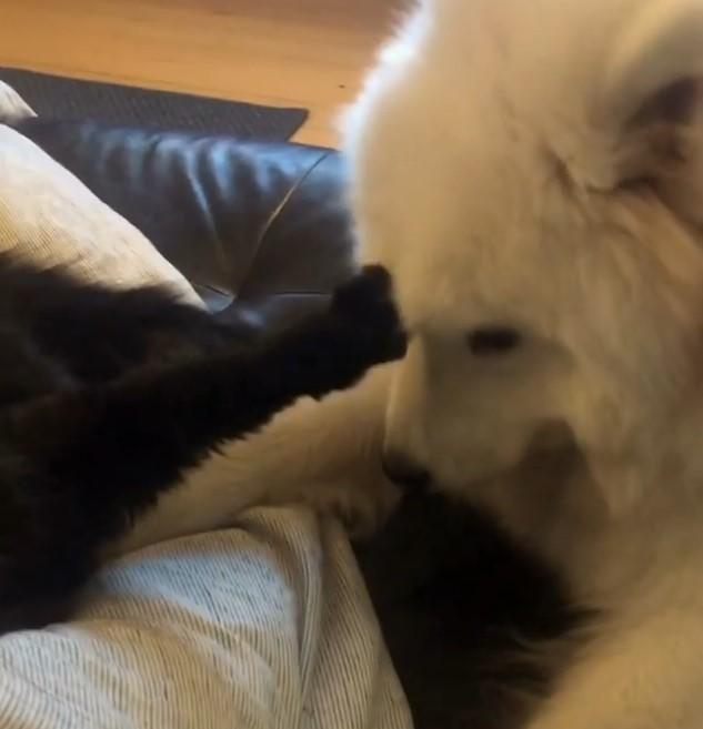 被貓咪用手蓋章在頭上，彷彿是在傳教一樣。（圖／截自Instagram@georgyporgy_thesamoyed授權影片）