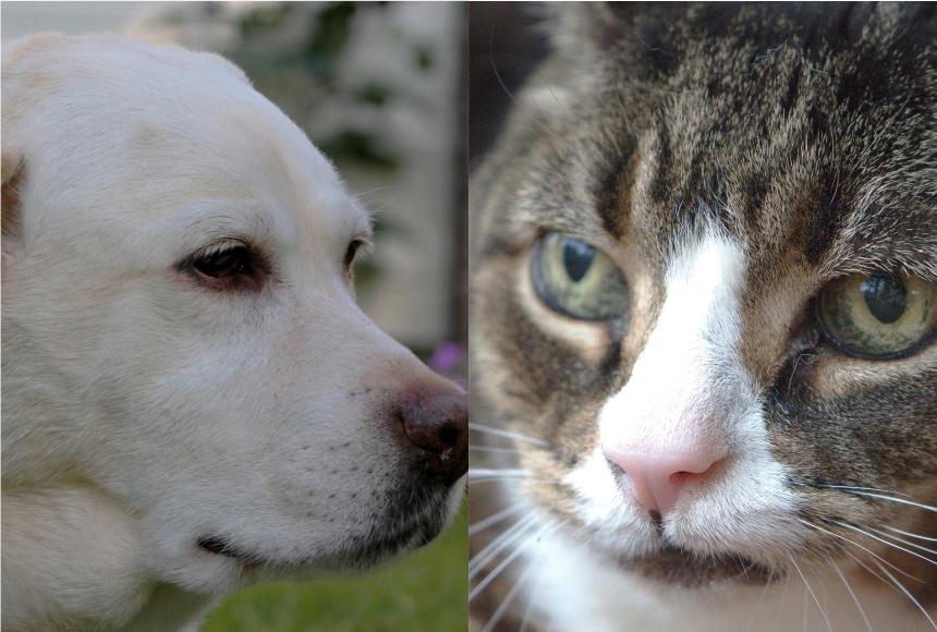 《寵伴特別企劃》高齡犬貓終老課題6-6:愛我到老,寵物長照知多少 《寵伴特別企劃》高齡犬貓終老課題6-6:愛我到老,寵物長照知多少