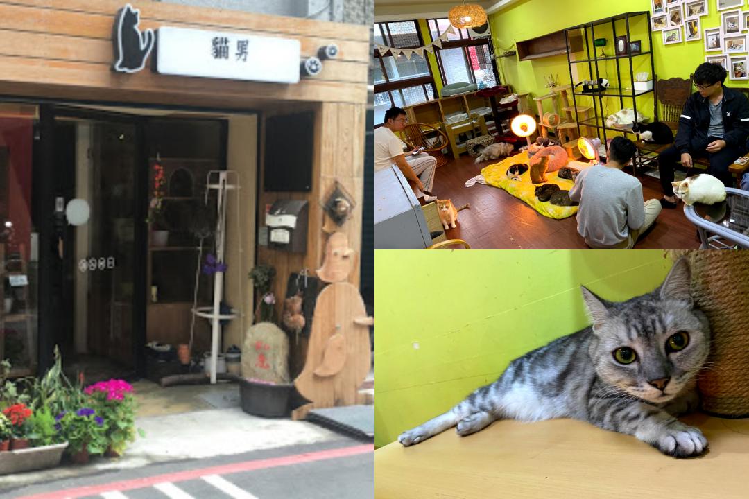 救援 中途一把罩 衝鋒陷陣的 貓男 用餐廳分享貓咪好時光 玩咖playing 自由電子報