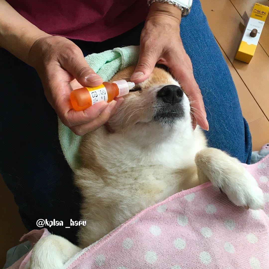 主人先幫大ちゃん臉部SPA，接著順著姿勢幫牠點眼藥水。（圖／截自Instagram@kplan_haru授權影片）