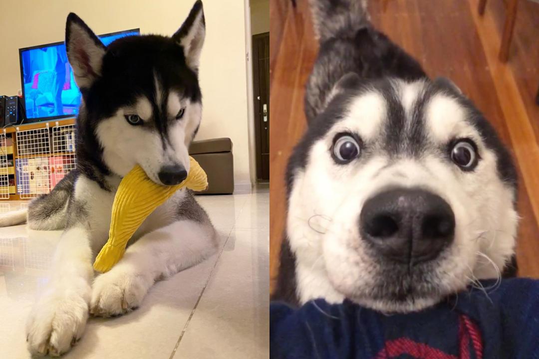 哈士奇Pakco不只對食物超執著，對玩具也超有佔有慾。（圖片提供／Instagram@pakco_thehusky）