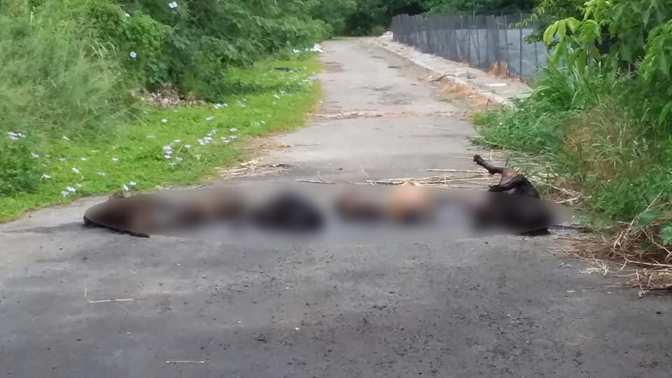 彰化二林傳出有狗狗遭虐殺案件，目前警方已前往處理。（圖截自二林人的大小事臉書社團，本圖經馬賽克處理）