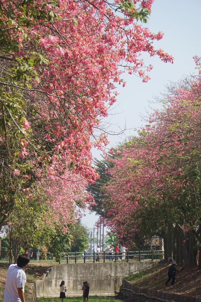 虎尾鎮建成路的美人樹正盛開，吸引大批民眾前往取景。（記者詹士弘攝）