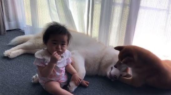 柴犬偏要趁哈士奇熟睡時，不停吵牠。（圖／截自Instagram@4dogs_23授權影片）