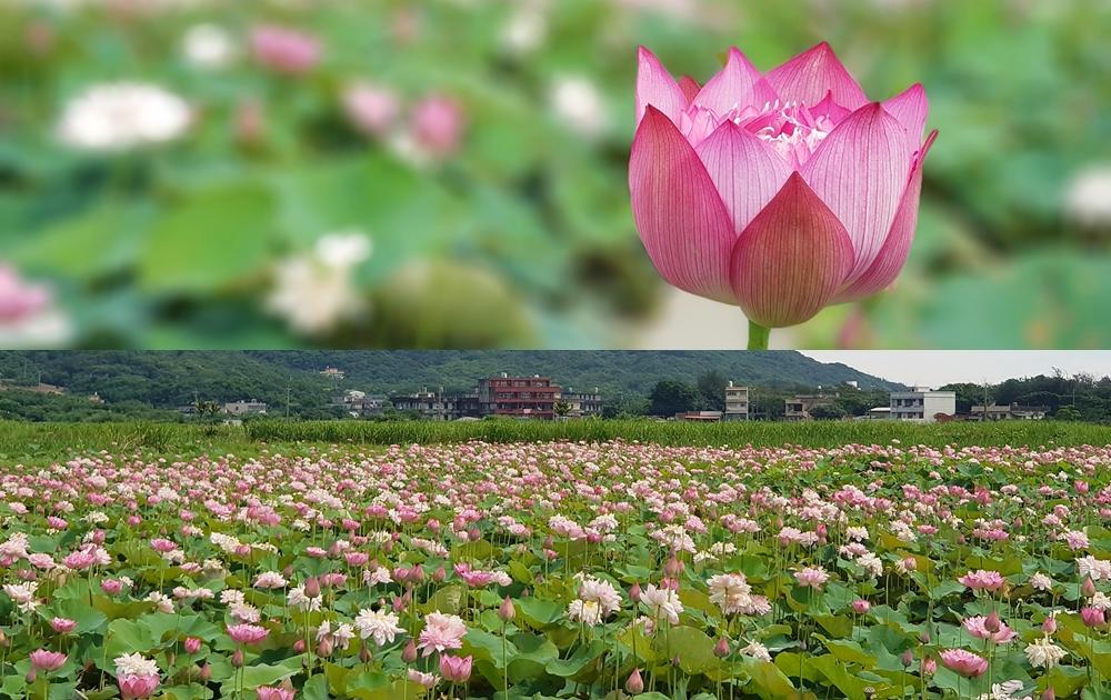 週末去哪玩》150隻小小兵擠爆台中！雙北水樂園、荷花池天天免費入園