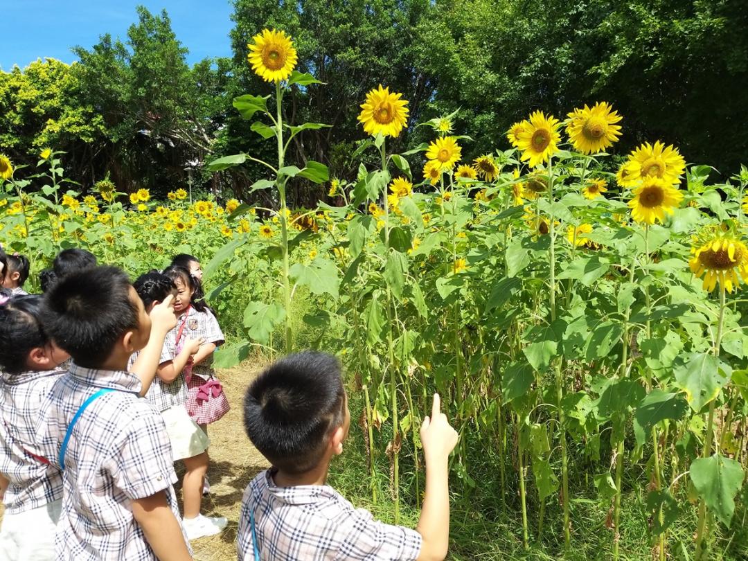 週末去哪玩》150隻小小兵擠爆台中！雙北水樂園、荷花池天天免費入園