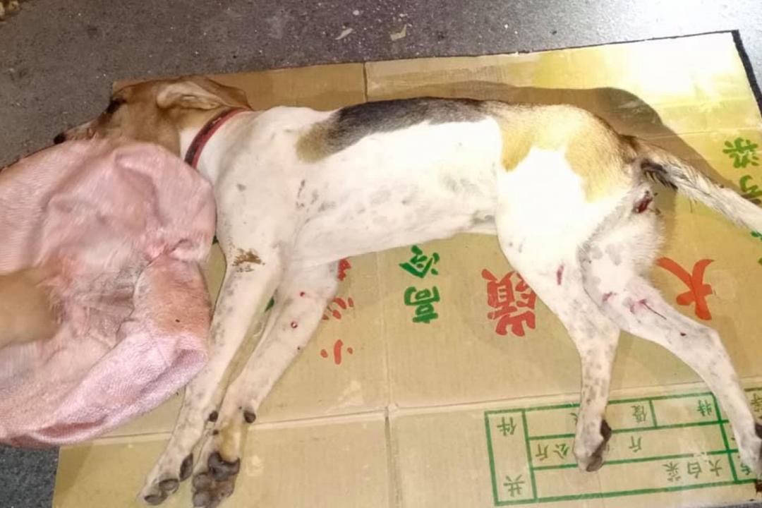 李姓網友將狗狗從布袋中解放出來。（圖片提供／李姓網友）