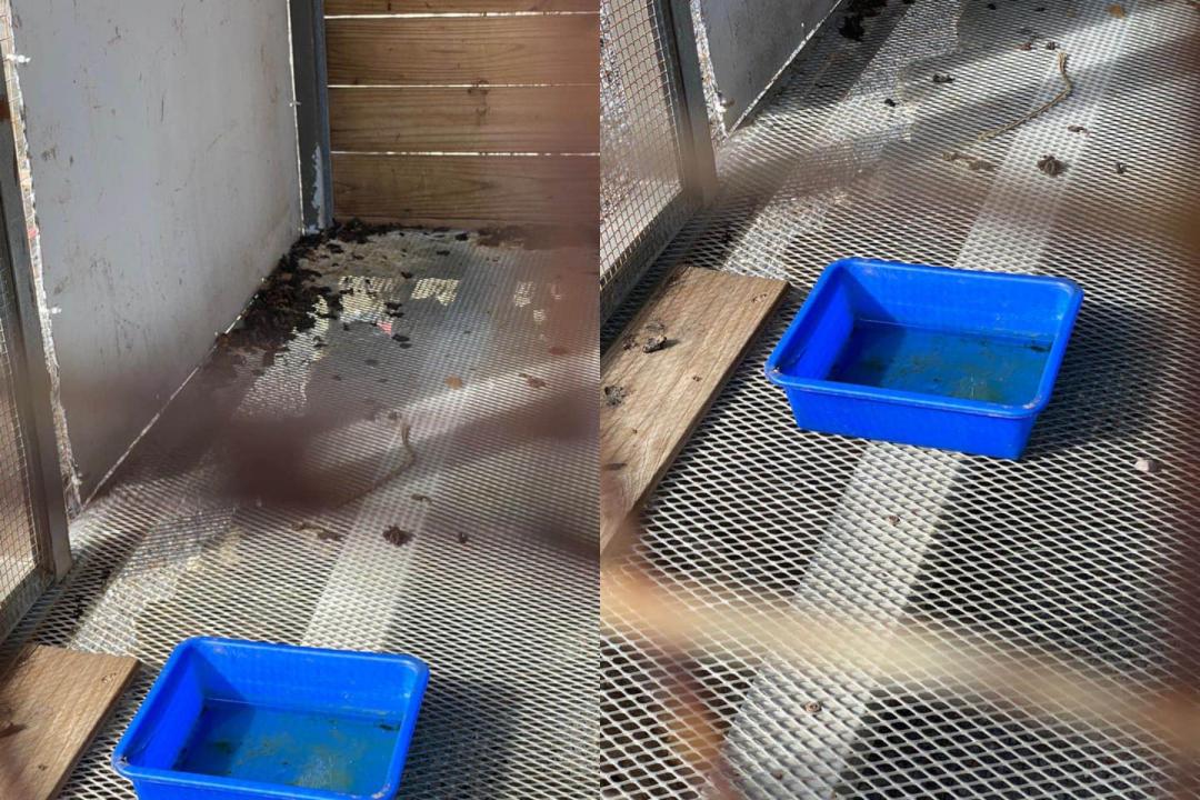 林小姐表示，園方提供給雪貂的飲用水不乾淨之外，水盆底下也疑似長青苔。（圖片提供／網友林小姐）