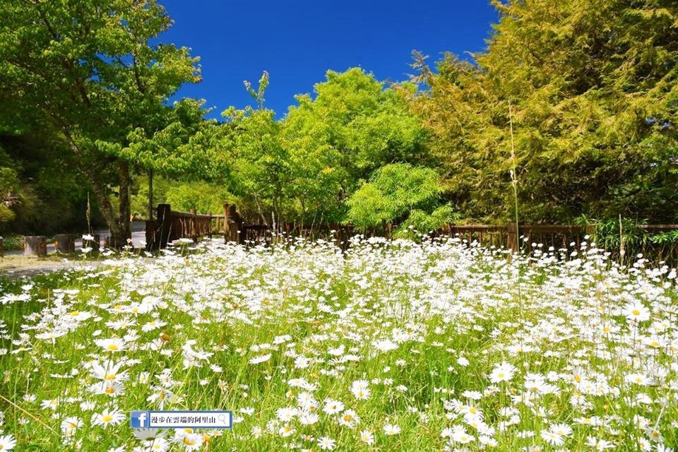 季節限定的蓬蒿菊美景，預計可以賞至7月中旬左右。（圖／漫步在雲端的阿里山提供）