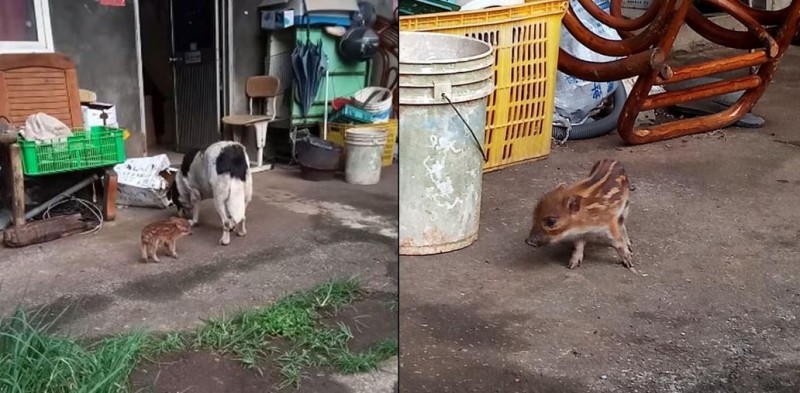 新北淡水1隻小山豬與母豬走散，將老母狗當成親娘。（民眾郭峰年提供）