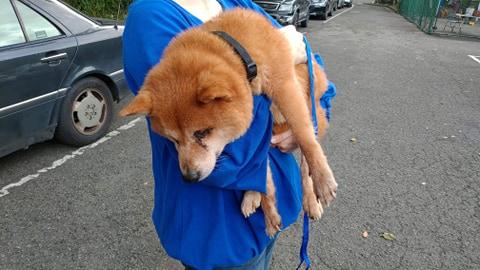 一般人可能會認為照護老犬很辛苦，但吳小姐再次強調，照顧老犬就跟顧哭鬧的幼犬一樣，即便牠們外觀不如幼犬討喜，依然值得被疼愛。（圖片提供／飼主吳小姐）