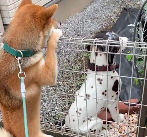 korosuke看到庭院裡的假狗雕像後，還想進去跟它一起玩。（圖／截自Instagram@48.korosuke授權影片）