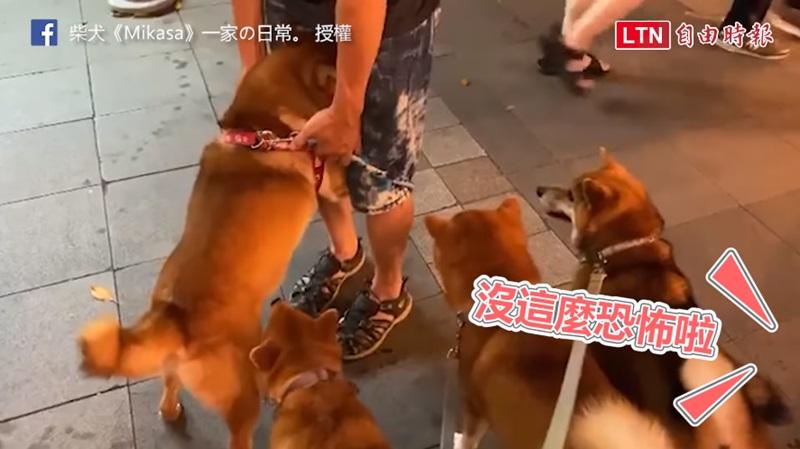 內向的柴犬直接鑽進奴才胯下，遲遲不見人。（柴犬《Mikasa》一家の日常。授權）