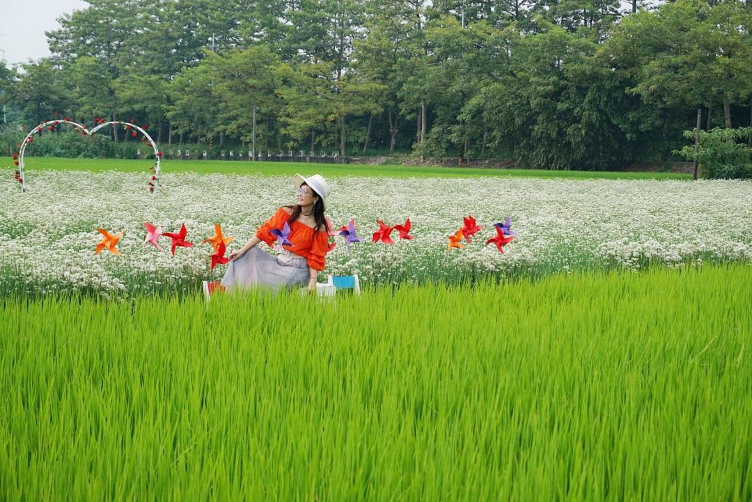 韭菜花田僅鄰綠油油的稻田，可以同時入鏡拍出自然系美照。（圖／攝影師徐世超提供）