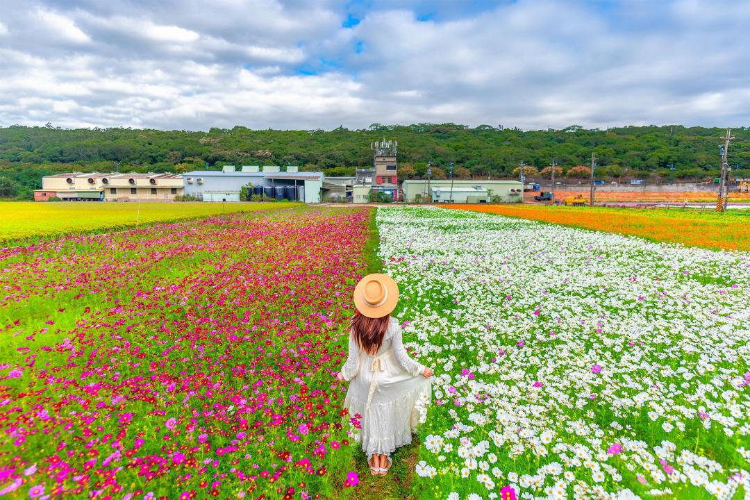 2020桃園花彩節栽種大量波斯菊、百日草、向日葵等花卉，打造一望無際的彩虹花毯。（圖／IG@molly888666提供）