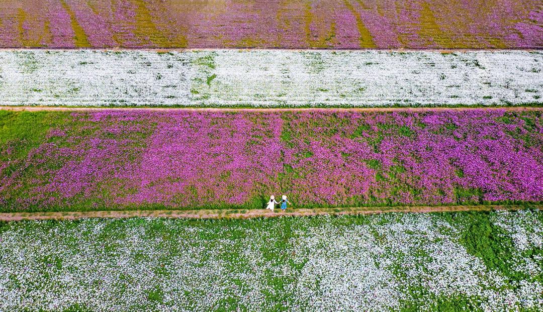 白色與粉色花卉構成壯觀的雙色波斯菊花田。（圖／IG@molly888666、lilianwang_tw提供）