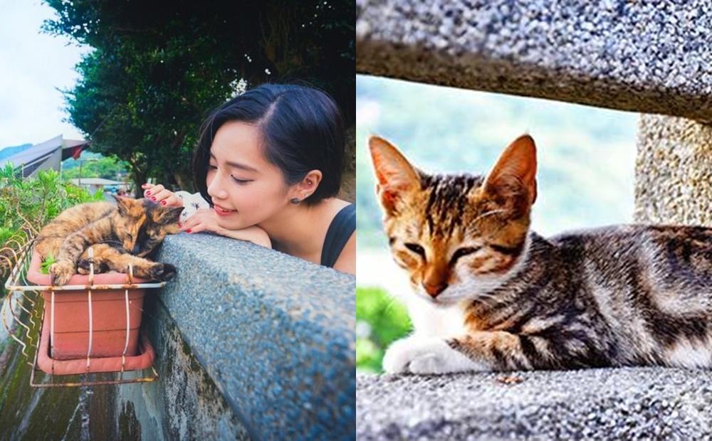 猴硐貓村曾獲曾獲CNN推薦為全球六大賞貓景點，村內有一排提供簡單餐飲的貓咖啡店家。（圖／截自新北旅遊網）