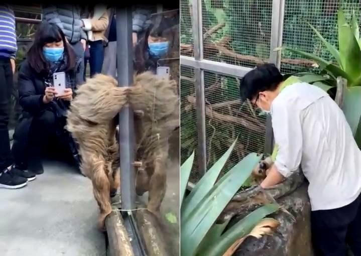 位於木柵的台北市立動物園13日意外上演「樹懶逃家記」，當下十幾位遊客紛紛拿出手機拍攝這罕見場景。最後是保育員到場後，溫柔安撫樹懶，終於把牠「勸」回家。（圖／讀者提供）