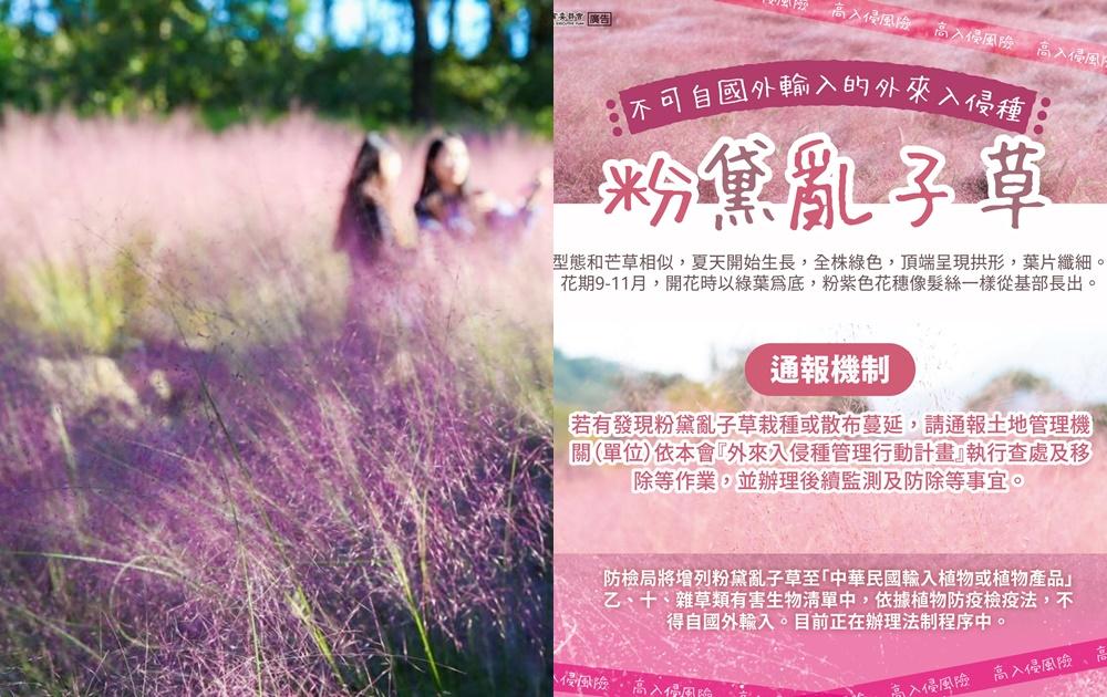 粉紅愛情草釀生態危機？農委會下禁令「粉黛亂子草」列外來危害物種