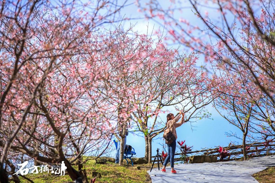 第一批盛開的三色寒櫻，共有800棵以上的花樹。（圖／石方攝記提供）